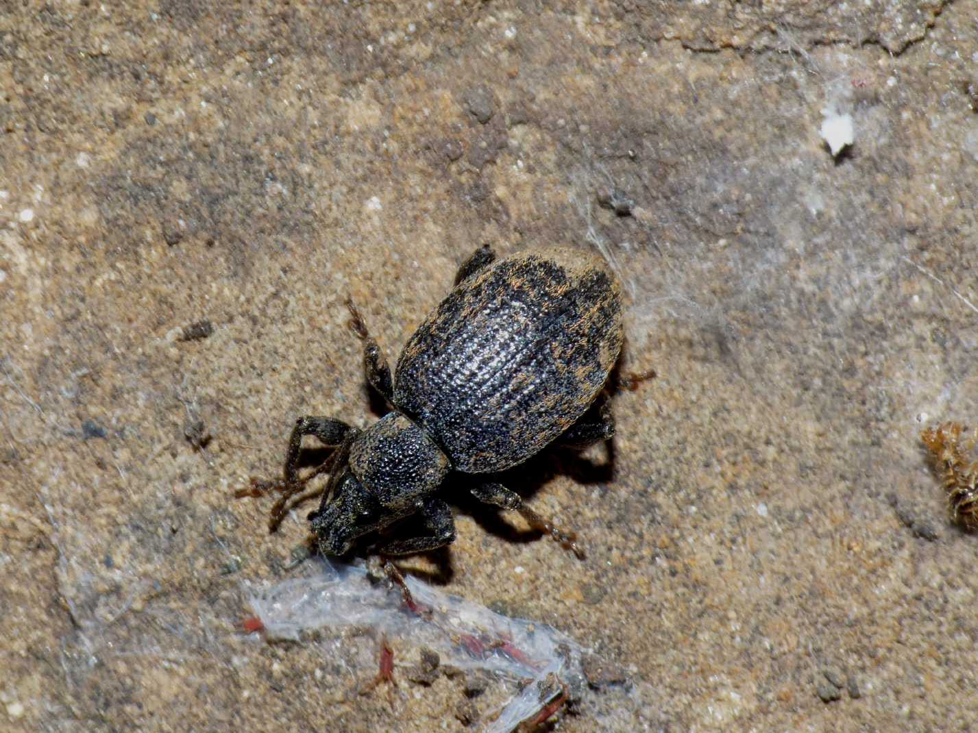 Curculionidae Otiorhynchus ?